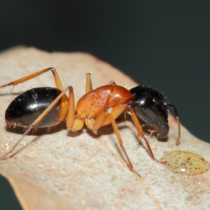 Camponotus consobrinus at Evatt, ACT - 27 May 2019