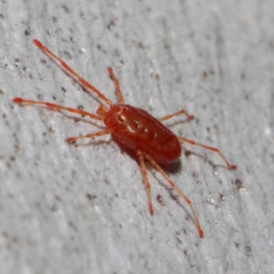 Rainbowia sp. (genus) (A mite) at Acton, ACT - 28 May 2019 by TimL