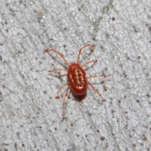 Rainbowia sp. (genus) at Acton, ACT - 28 May 2019