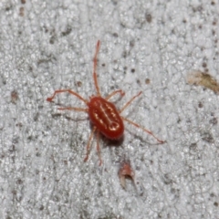 Rainbowia sp. (genus) at Acton, ACT - 28 May 2019