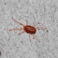 Rainbowia sp. (genus) at Acton, ACT - 28 May 2019