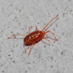 Rainbowia sp. (genus) at Acton, ACT - 28 May 2019