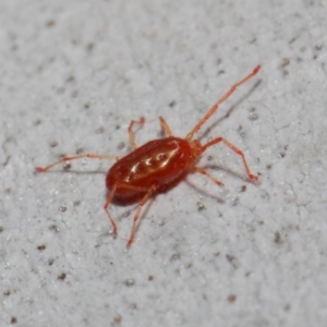 Rainbowia sp. (genus) at Acton, ACT - 28 May 2019