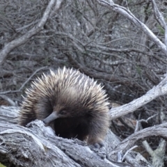 Tachyglossus aculeatus (Short-beaked Echidna) at Wallagoot, NSW - 6 Nov 2018 by MickBettanin