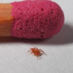 Bdellidae sp. (family) (Unidentified Snout Mite) at Evatt, ACT - 28 May 2019 by TimL