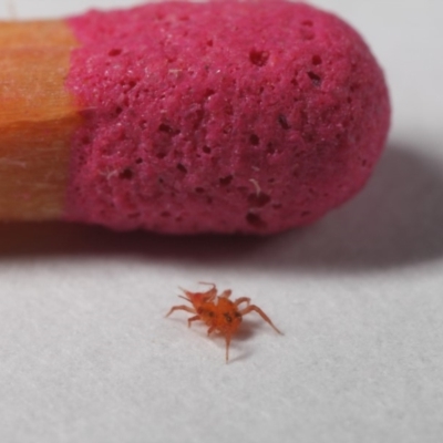 Bdellidae sp. (family) (Unidentified Snout Mite) at Evatt, ACT - 28 May 2019 by TimL