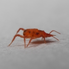 Bdellidae sp. (family) at Evatt, ACT - 28 May 2019 03:41 PM