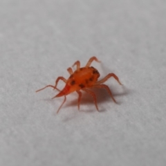 Bdellidae sp. (family) at Evatt, ACT - 28 May 2019 03:41 PM