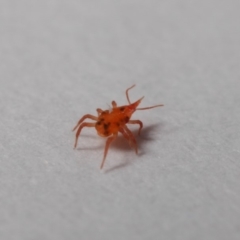 Bdellidae sp. (family) at Evatt, ACT - 28 May 2019 03:41 PM