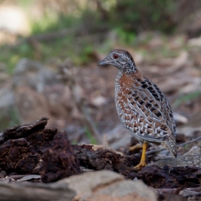 Turnix varius (Painted Buttonquail) at Majura, ACT - 18 Sep 2015 by rawshorty