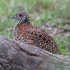 Turnix varius at Majura, ACT - 6 Sep 2015