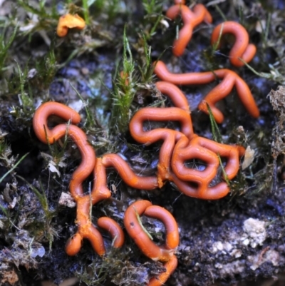 Hemitrichia serpula at Bermagui, NSW - 28 May 2019 by Teresa