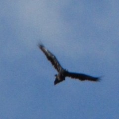 Aquila audax (Wedge-tailed Eagle) at Woodstock Nature Reserve - 29 May 2019 by Kurt