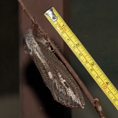 Endoxyla encalypti (Wattle Goat Moth) at Kambah, ACT - 13 Feb 2012 by Marthijn