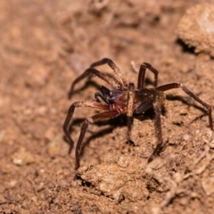 Gradungulidae (Large-clawed spiders) at Yadboro State Forest - 24 May 2019 by kdm