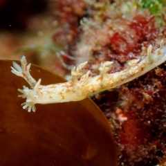 Bornella hermanni at Narooma, NSW - 3 Mar 2019 by JackBreedon