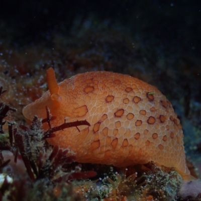 Pleurobranchus peronii (Pleurobranchus peronii) at Narooma, NSW - 26 May 2019 by JackBreedon