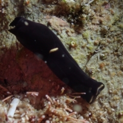 Unidentified Sea Slug / Sea Hare / Bubble Shell at The Blue Pool, Bermagui - 26 May 2019 by JackBreedon