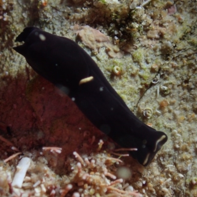 Unidentified Sea Slug / Sea Hare / Bubble Shell at The Blue Pool, Bermagui - 26 May 2019 by JackBreedon