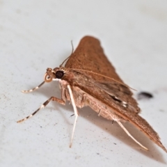 Endosimilis stilbealis (A Pyralid moth (Endotrichinae)) at Yadboro, NSW - 23 May 2019 by kdm