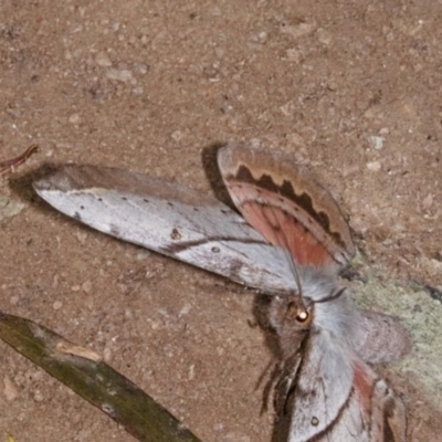 Chelepteryx chalepteryx (Chelepteryx chalepteryx) at Yadboro, NSW - 23 May 2019 by kdm