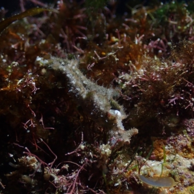Elysia tomentosa at The Blue Pool, Bermagui - 26 May 2019 by JackBreedon