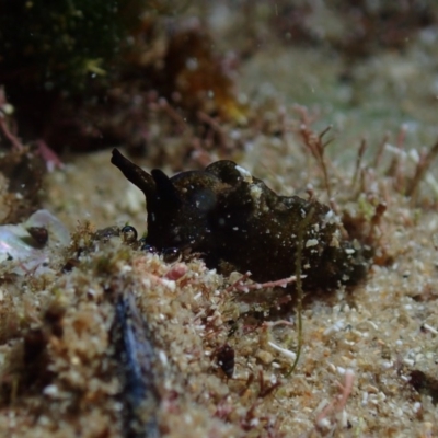 Unidentified Sea Slug, Sea Hare or Bubble Shell at The Blue Pool, Bermagui - 26 May 2019 by JackBreedon