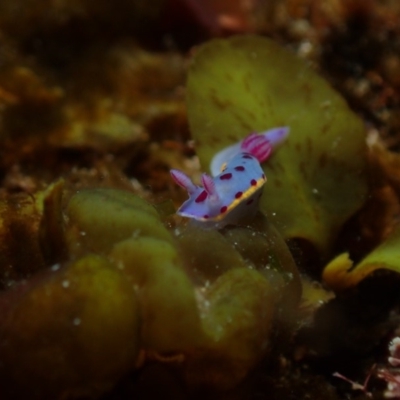 Hypselodoris bennetti (Hypselodoris bennetti) at Eden, NSW - 24 May 2019 by JackBreedon