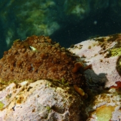 Dolabrifera brazieri (sea hare) at Tathra, NSW - 27 Feb 2019 by JackBreedon