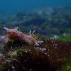 Aplysia parvula (Pygmy Seahare) at The Blue Pool, Bermagui - 25 May 2019 by JackBreedon