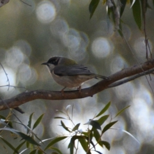 Melithreptus brevirostris at Florey, ACT - 26 May 2019 05:29 PM