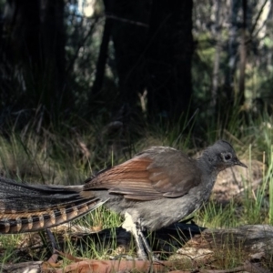 Menura novaehollandiae at Tennent, ACT - 26 May 2019 04:04 PM