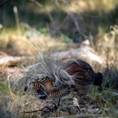 Menura novaehollandiae at Tennent, ACT - 26 May 2019 04:04 PM