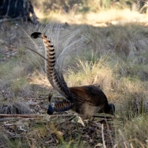 Menura novaehollandiae at Tennent, ACT - 26 May 2019 04:04 PM