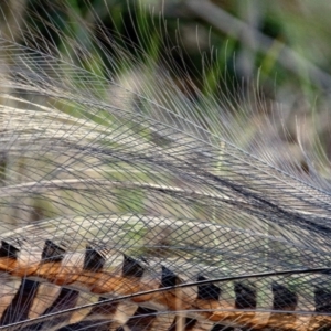 Menura novaehollandiae at Tennent, ACT - 26 May 2019 04:04 PM