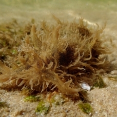 Unidentified Sea Slug, Sea Hare or Bubble Shell at Merimbula, NSW - 26 Apr 2018 by JackBreedon