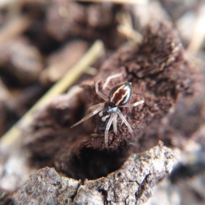 Euryopis umbilicata (Striped tick spider) at Casey, ACT - 27 May 2019 by Angus44