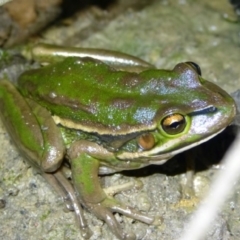 Litoria aurea (Green and Golden Bell Frog) at Woollamia, NSW - 23 Dec 2014 by christinemrigg