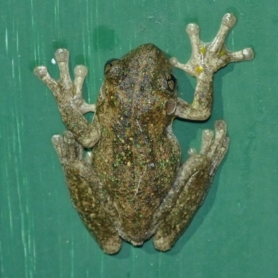 Litoria peronii (Peron's Tree Frog, Emerald Spotted Tree Frog) at Woollamia, NSW - 13 Jul 2012 by christinemrigg