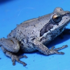 Litoria verreauxii verreauxii (Whistling Tree-frog) at Woollamia, NSW - 21 Oct 2013 by christinemrigg