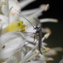 Chironomidae (family) (Non-biting Midge) at Acton, ACT - 28 May 2019 by TimL