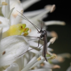 Chironomidae (family) at Acton, ACT - 28 May 2019