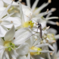 Chironomidae (family) at Acton, ACT - 28 May 2019