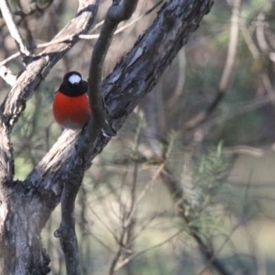 Petroica boodang (Scarlet Robin) at Hackett, ACT - 26 May 2019 by teds2521