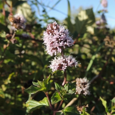 Mentha x piperita (Peppermint) at Point Hut to Tharwa - 27 Mar 2019 by MichaelBedingfield