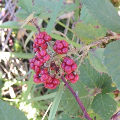 Rubus anglocandicans (Blackberry) at Point Hut to Tharwa - 27 Mar 2019 by MichaelBedingfield