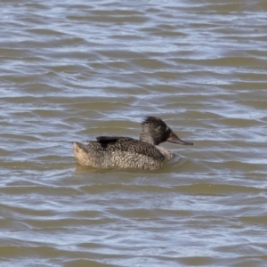 Stictonetta naevosa at Michelago, NSW - 11 May 2019