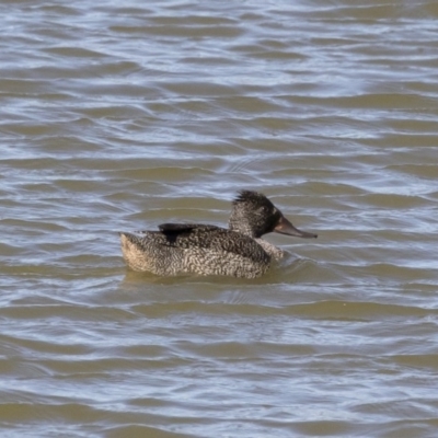 Stictonetta naevosa (Freckled Duck) at Michelago, NSW - 11 May 2019 by Illilanga