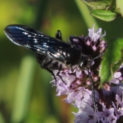 Austroscolia soror (Blue Flower Wasp) at Tuggeranong DC, ACT - 27 Mar 2019 by michaelb