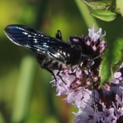 Austroscolia soror (Blue Flower Wasp) at Tuggeranong DC, ACT - 27 Mar 2019 by MichaelBedingfield